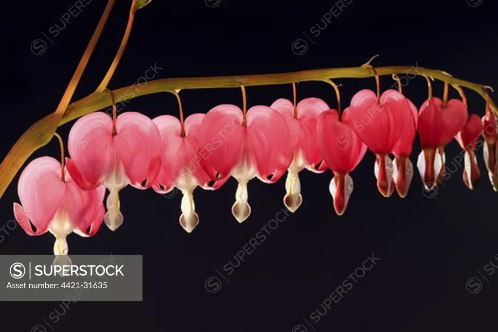 Bleeding Heart (Dicentra spectabilis) close-up of flowers