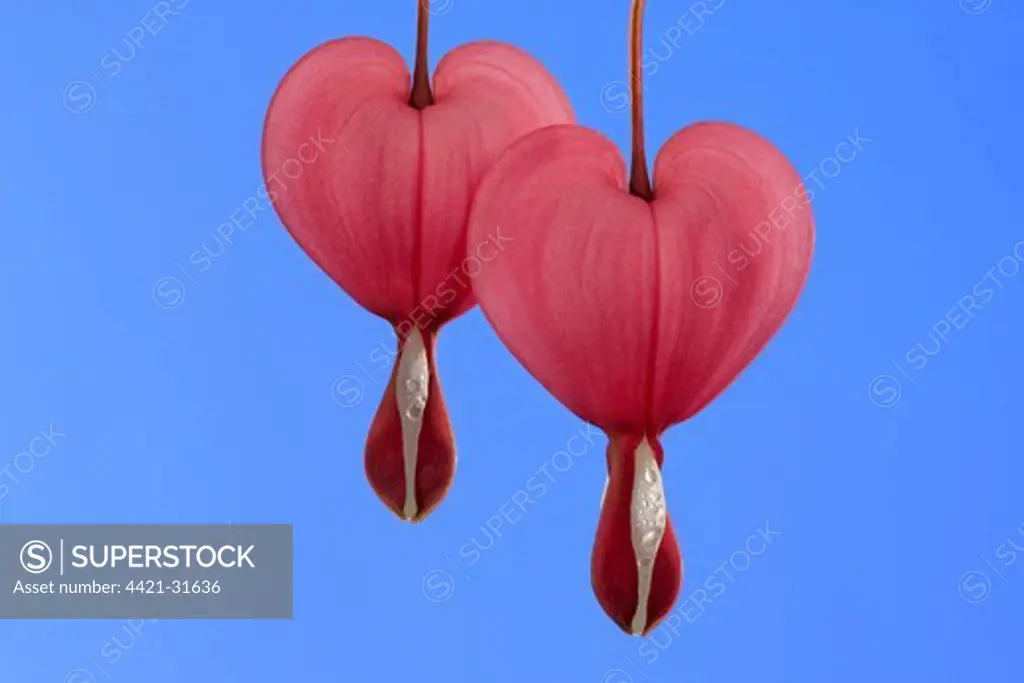Bleeding Heart (Dicentra spectabilis) close-up of two flowers