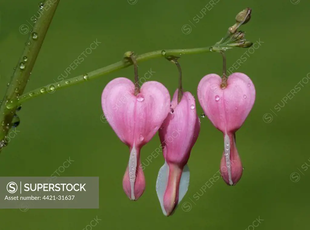 Bleeding Heart (Dicentra spectabilis) close-up of flowers with raindrops, in garden, Leicestershire, England, april