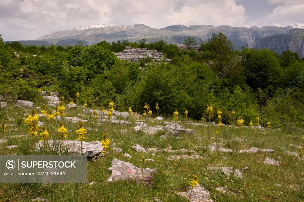 Yellow Asphodel (Asphodeline lutea) flowering, group in montane habitat, Vikos Gorge N.P., Epirus, Northwestern Greece