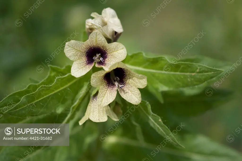 Henbane (Hyoscyamus niger) close-up of flowers, Wiveton, Norfolk, England, august