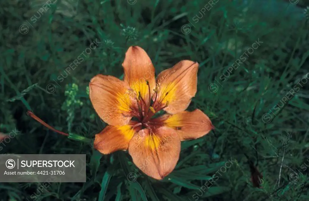 Orange Lily (Lilium bulbiferum) Switzerland