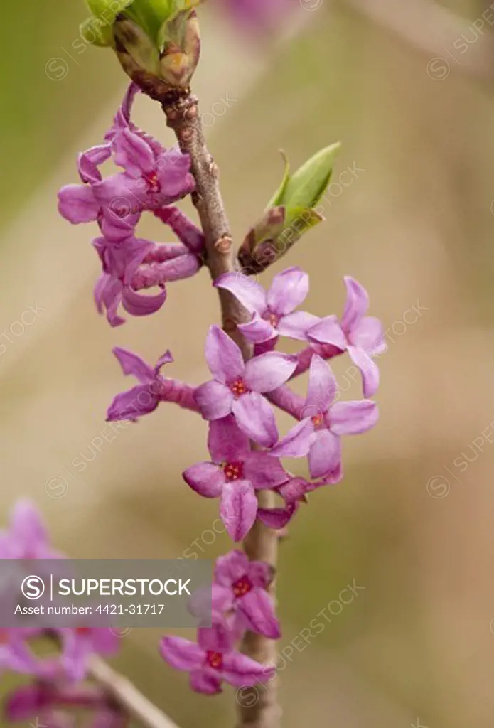 Mezereon (Daphne mezereum) close-up of flowers, Caucasus, Georgia, spring