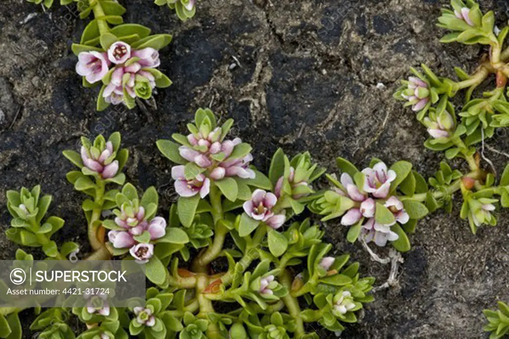 Sea Milkwort (Glaux maritima) flowering, on coast, County Clare, Ireland, spring