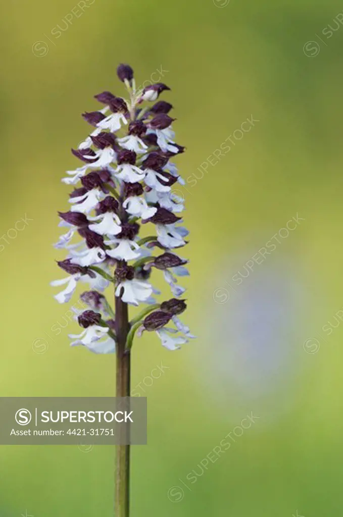 Lady Orchid (Orchis purpurea) close-up of flowerspike, Kent, England, may