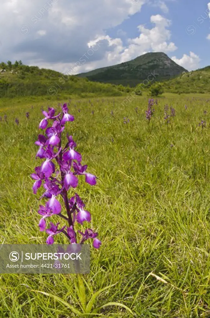 Loose-flowered Orchid (Orchis laxiflora) flowering, growing in habitat, Italy, may