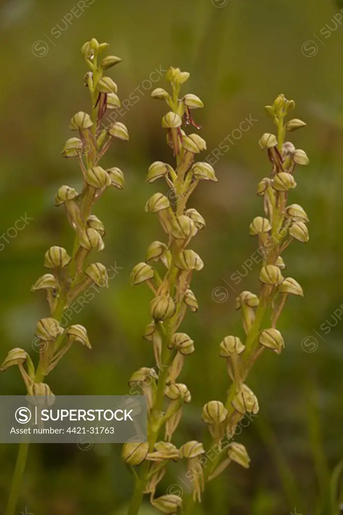 Man Orchid (Orchis anthropophora) close-up of flowerspikes, Southern Italy, april