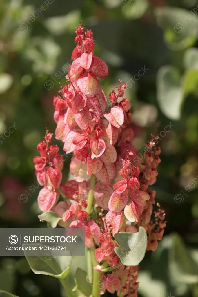 Bladderdock (Rumex vesicarius) introduced species, flowering, Sturt N.P., New South Wales, Australia