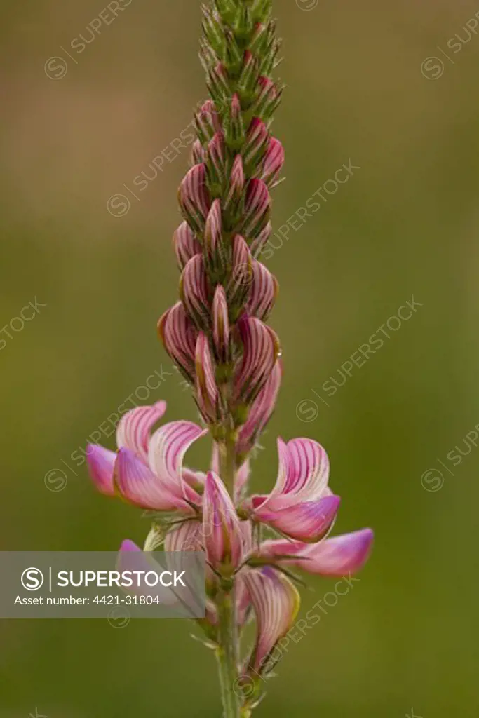 Sainfoin (Onobrychis viciifolia) flowering, Romania