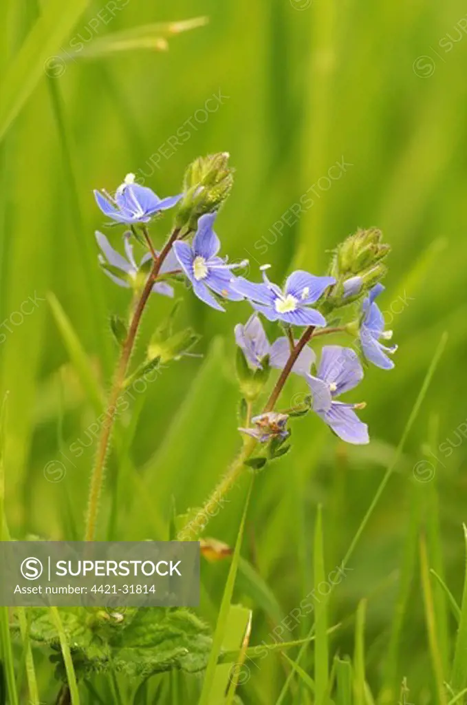 Common Field Speedwell (Veronica persica) flowering, growing in meadow, Oxfordshire, England