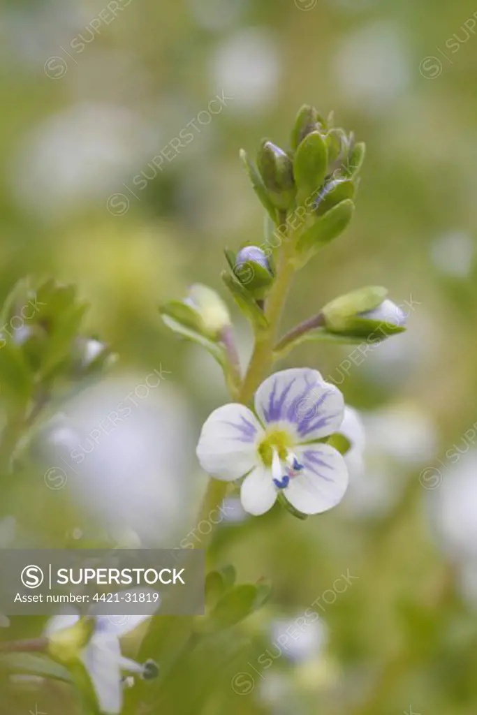 Thyme-leaved Speedwell (Veronica serpyllifolia) flowering, Powys, Wales