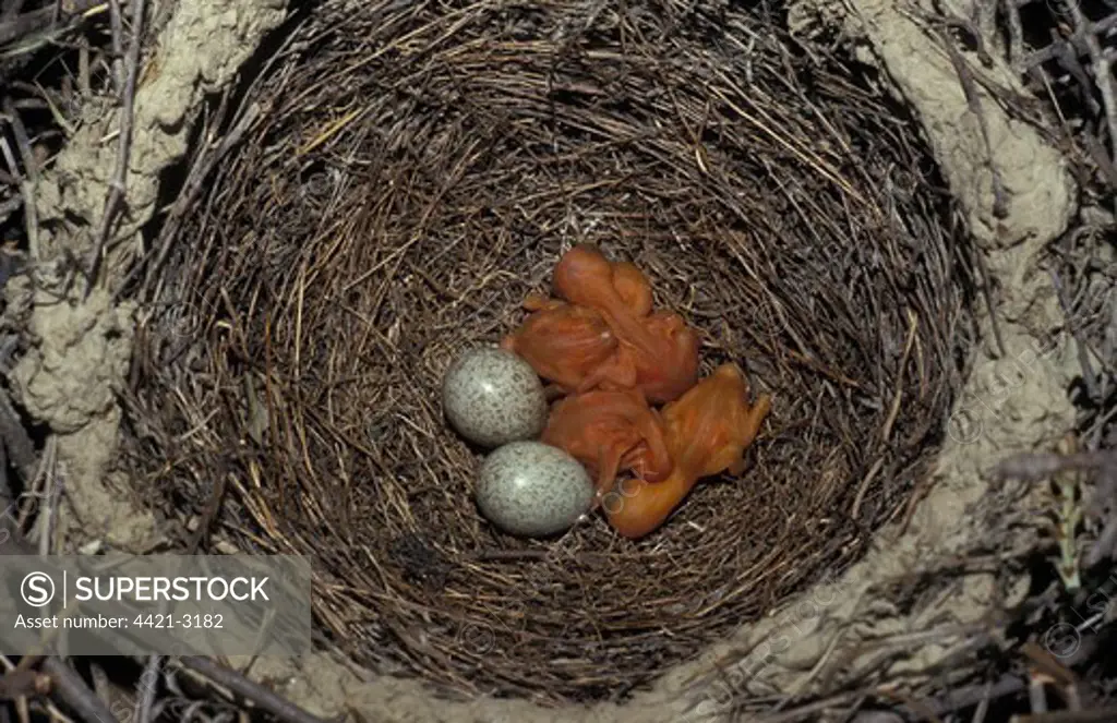 GtSpotted Cuckoo (Clamator glandarius) Eggs in nest with Magpie chicks.