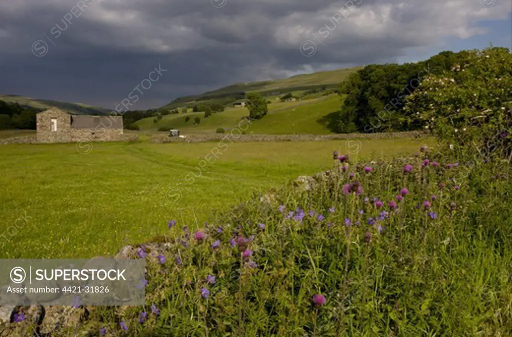 Melancholy Thistle (Cirsium heterophyllum) and Meadow Cranesbill (Geranium pratense) flowering, growing on roadside beside drystone wall and meadow, near Muker, Swaledale, Yorkshire Dales N.P., North Yorkshire, England, july