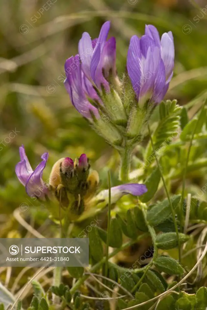 Purple Milk-vetch (Astragalus danicus) flowering, Cranwich Camp, Breckland, Norfolk, England, may