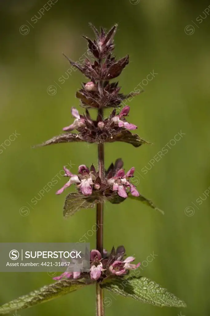 Alpine Woundwort (Stachys alpina) flowering, Alps, France