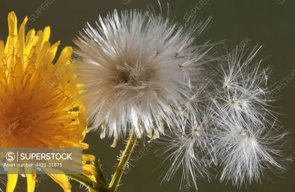 Corn Sow-thistle (Sonchus arvensis) close-up of flower, seedhead and seeds, England, august