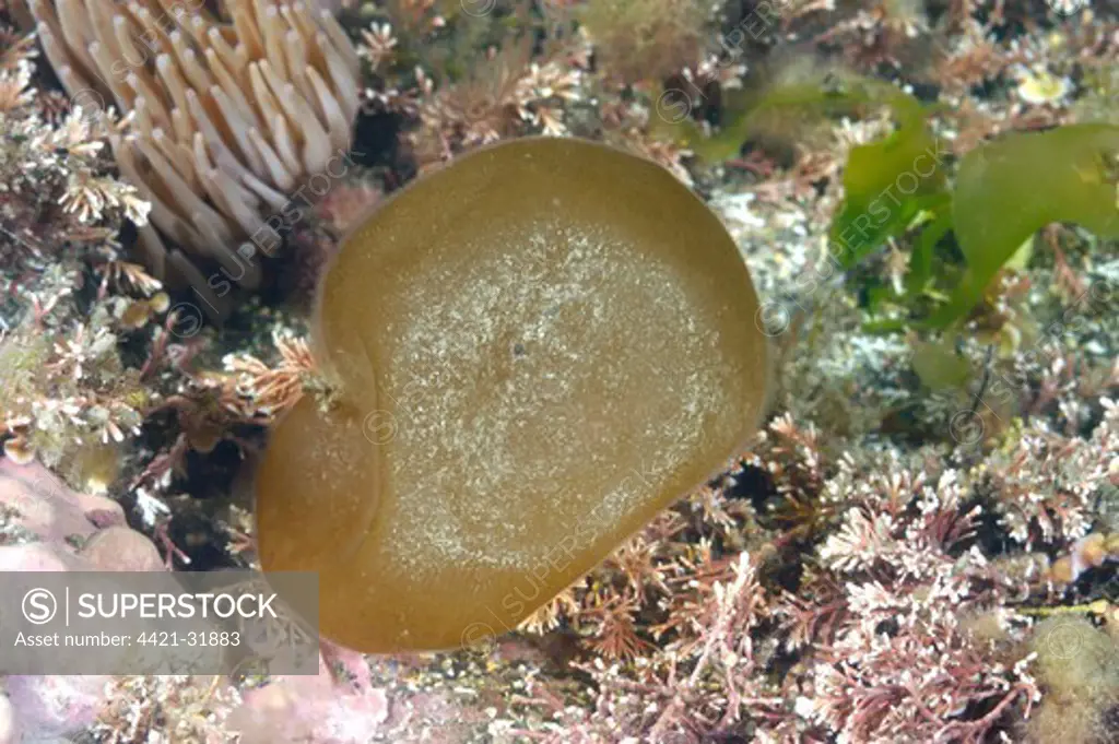 Oysterthief (Colpomenia peregrina) underwater, Kimmeridge Bay, Dorset, England, may