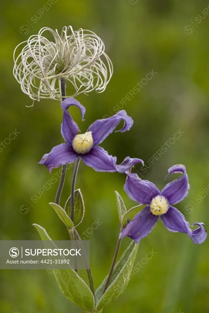 Solitary Clematis (Clematis integrifolia) in flower and fruit, Romania