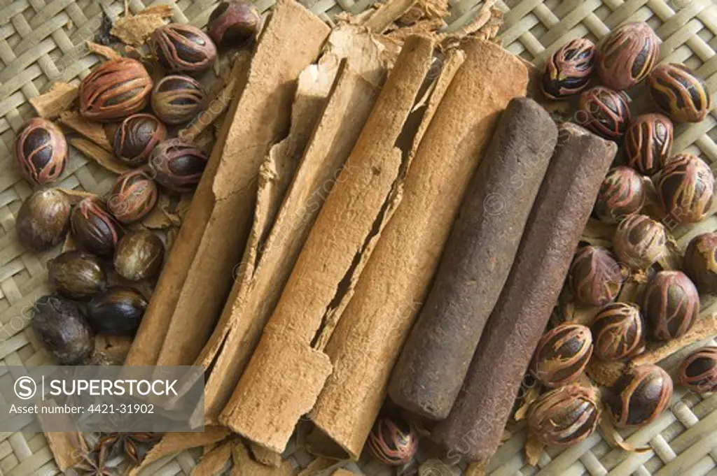Cinnamon (Cinnamomum verum) bark, Nutmeg (Myristica fragrans) seeds with Mace (outer aril) and Cacao (Theobroma cacao) bars, Saint Lucia