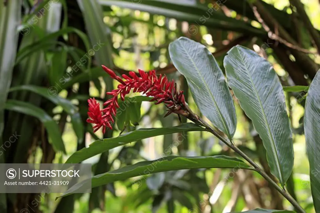 Turmeric (Curcuma longa) flowers and leaves, Roatan, Honduras