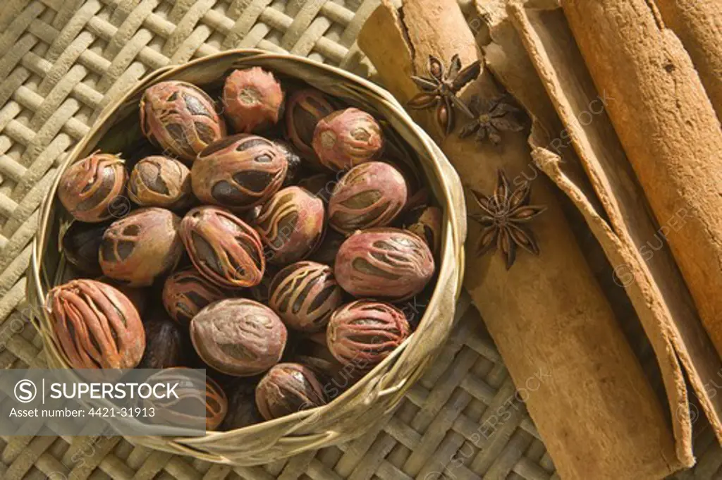 Nutmeg (Myristica fragrans) seeds with Mace (outer aril) attached, Cinnamon (Cinnamomum verum) bark and Star Anise (Illicium vernum) seed, Saint Lucia