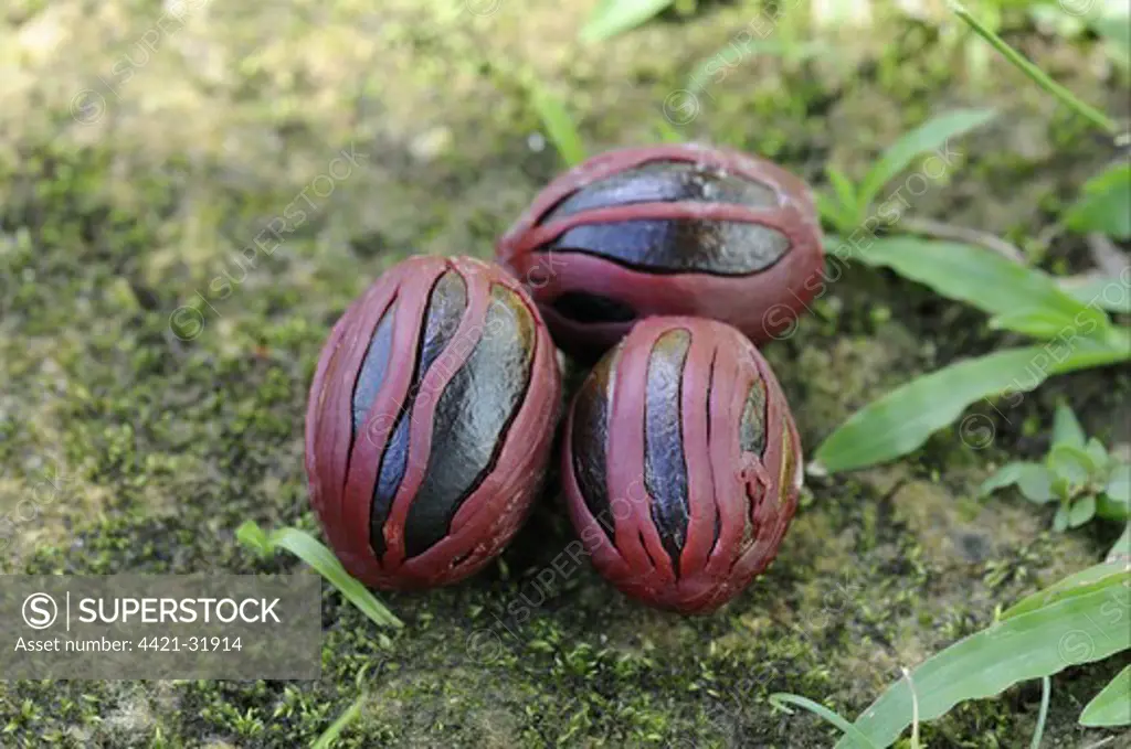 Nutmeg (Myristica fragrans) seeds with Mace (outer aril) attached, Trinidad, Trinidad and Tobago