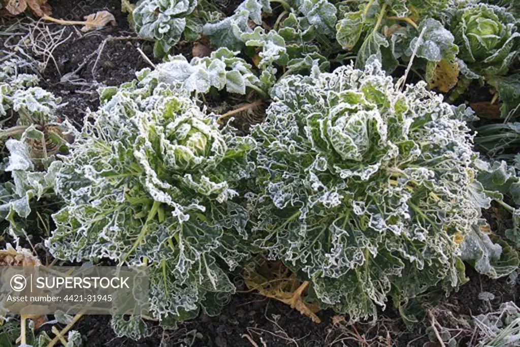 Cabbage (Brassica oleracea) frost covered leaves, damaged by Cabbage White (Pieris sp.) caterpillars, in garden vegetable plot at dawn, Suffolk, England, november