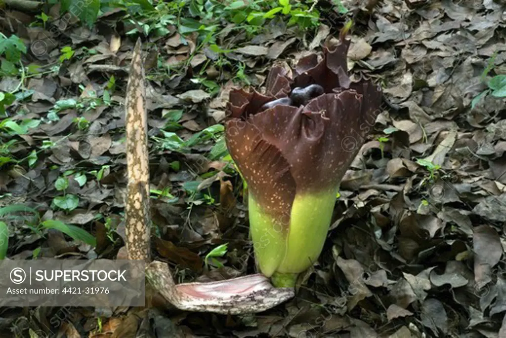 Elephant Yam (Amorphophallus campanulatus) flower and germination of fruit, Trivandrum, Kerala, India