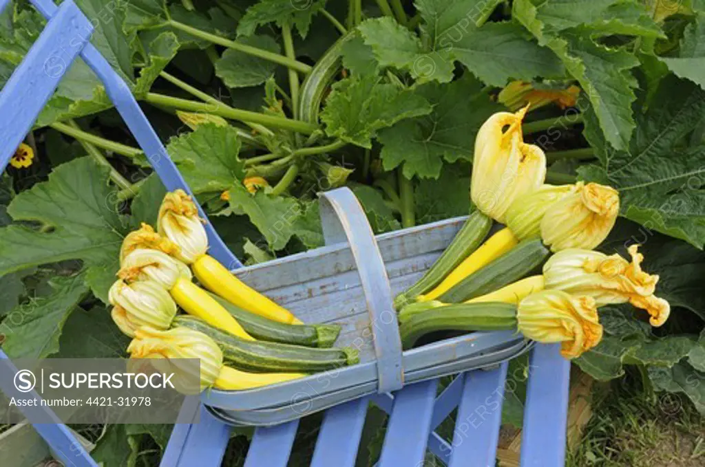 Courgette (Cucurbita sp.) harvested homegrown fruit, various varieties and sizes, in trug on garden chair, Norfolk, England, july