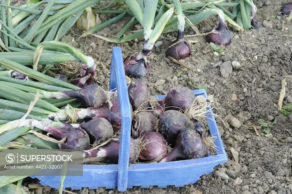 Onion (Allium cepa) 'Red Baron', bulbs, harvested crop in trug on allotment, Norfolk, England, august