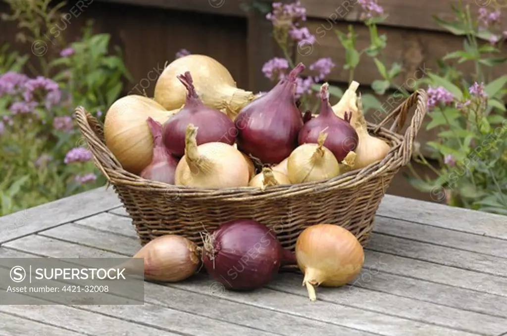 Onion (Allium cepa) bulbs, harvested home-grown crop, in basket on garden table, Norfolk, England, october
