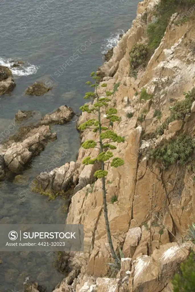Century Plant (Agave americana) introduced species, garden escapee growing on coastal cliff, Blanes, Costa Brava, Catalonia, Spain, july