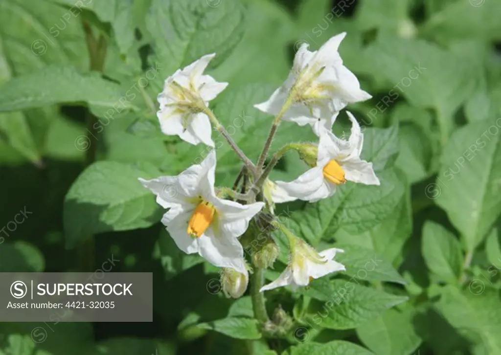 Potato (Solanum tuberosum) close-up of flowers, England, july