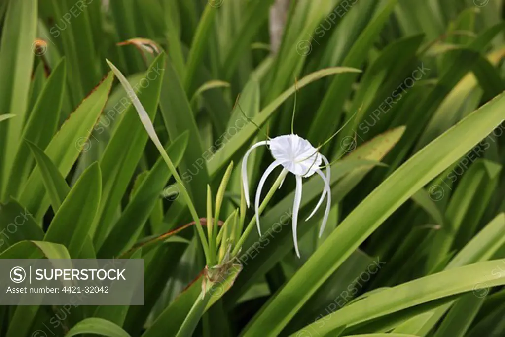 Spider-lily (Hymenocallis occidentalis) flowering, Kota Kinabalu, Sabah, Borneo, Malaysia