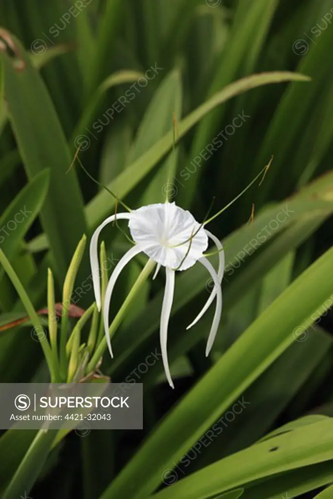 Spider-lily (Hymenocallis occidentalis) flowering, Kota Kinabalu, Sabah, Borneo, Malaysia