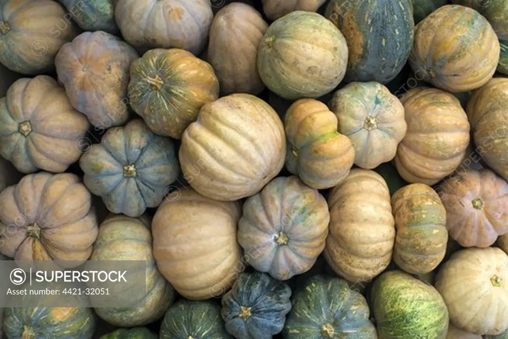 Pumpkin (Cucurbita sp.) fruit, pile for sale in market, Madurai, Tamil Nadu, India