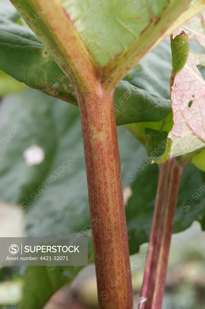 Rhubarb (Rheum sp.) close-up of stalk, Whitewell, Lancashire, England, september