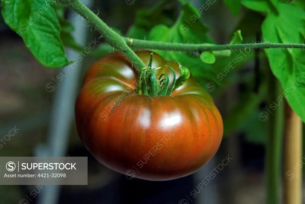 Tomato (Solanum sp.) 'Black Russian', close-up of fruit, growing in greenhouse, Buckinghamshire, England, august