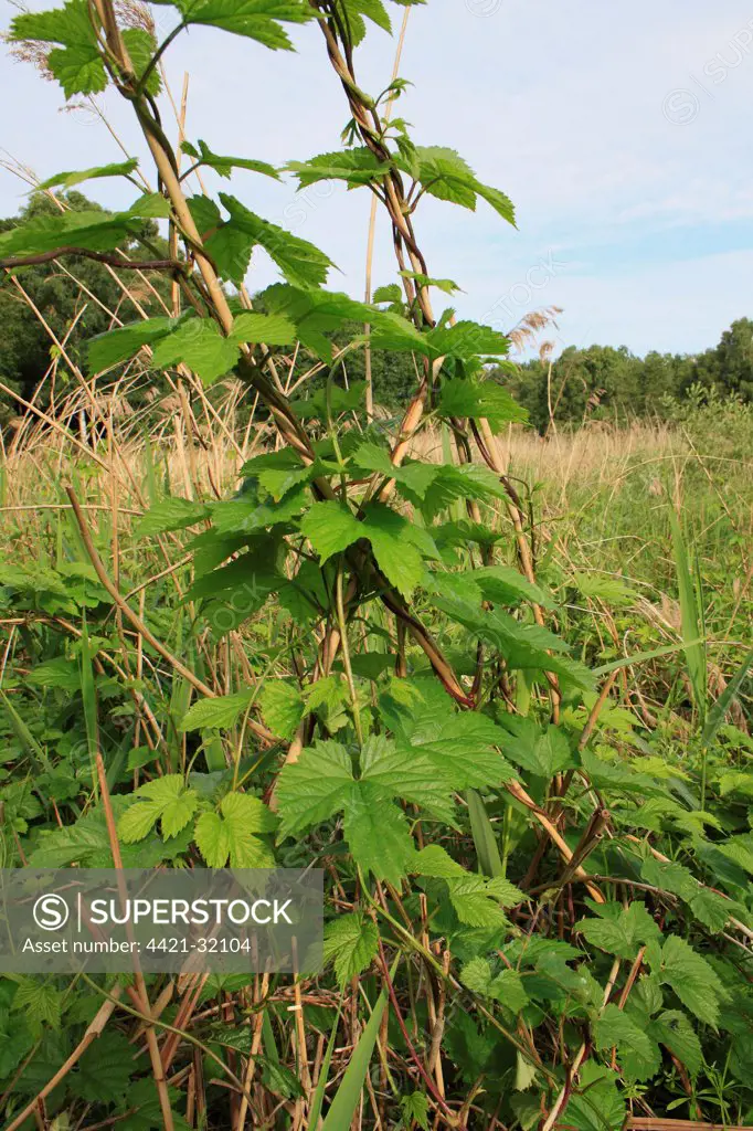 Common Hop (Humulus lupulus) leaves, climbing reed stems in reedbed, Little Ouse Headwaters Project, Hinderclay Fen, Hinderclay, Little Ouse Valley, Suffolk, England, june