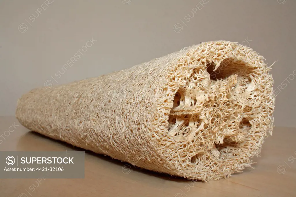 Loofah (Luffa sp.) dried fruit 'sponge'