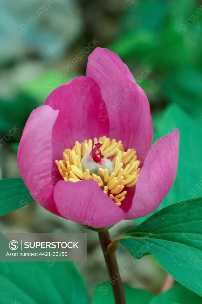 Balkan Paeony (Paeonia mascula) close-up of flower, growing in oak woodland, Sicily, Italy, april