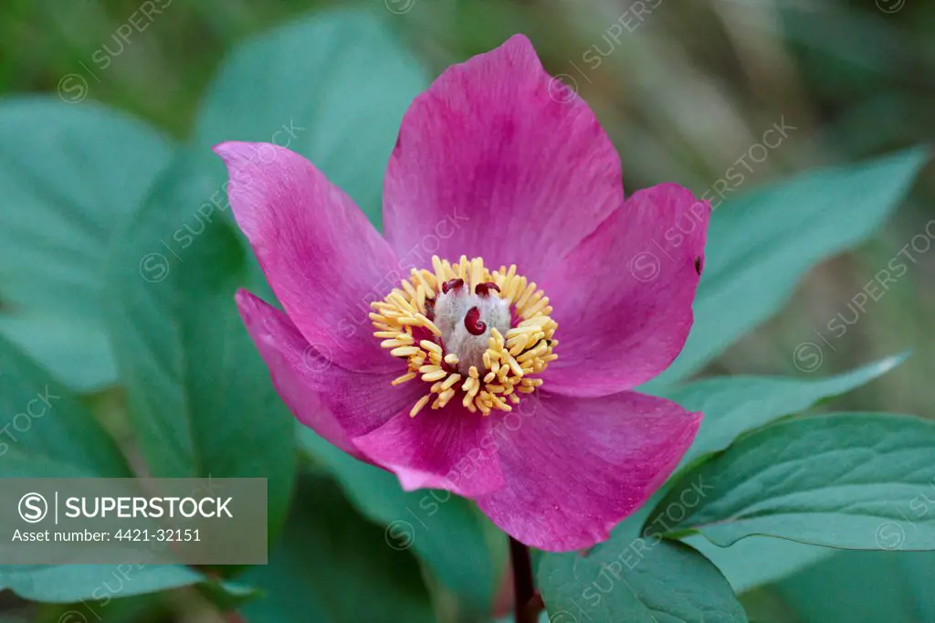 Balkan Paeony (Paeonia mascula) close-up of flower, growing in oak woodland, Sicily, Italy, april