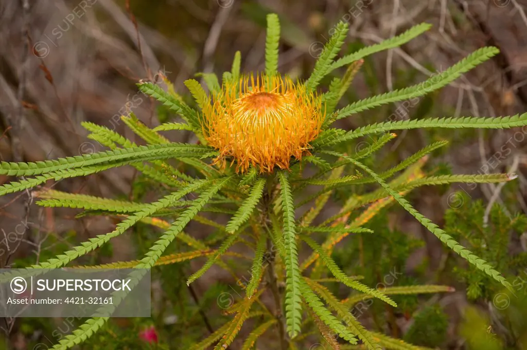 Showy Dryandra (Banksia formosa) flowering, Stirling Range, near Mount Barker, Western Australia, Australia