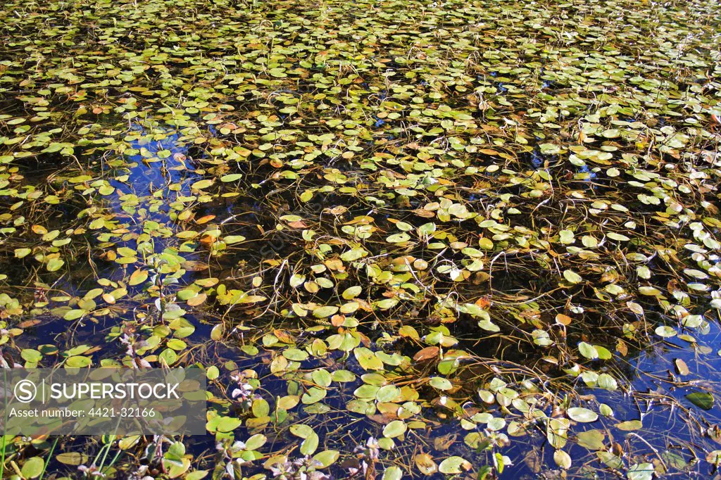 Broad-leaved Pondweed (Potamogeton natans) leaves, floating on surface of pond in valley fen reserve, Market Weston Fen, Market Weston, Little Ouse Valley, Suffolk, England, june