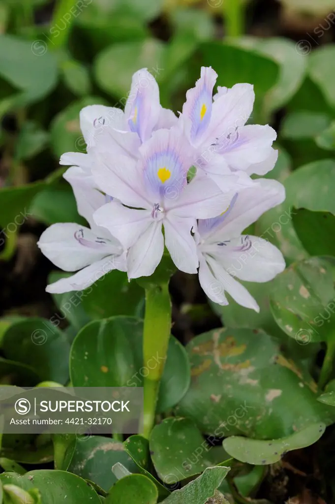 Water Hyacinth (Eichhornia sp.) close-up of flowers, Pantanal, Mato Grosso, Brazil