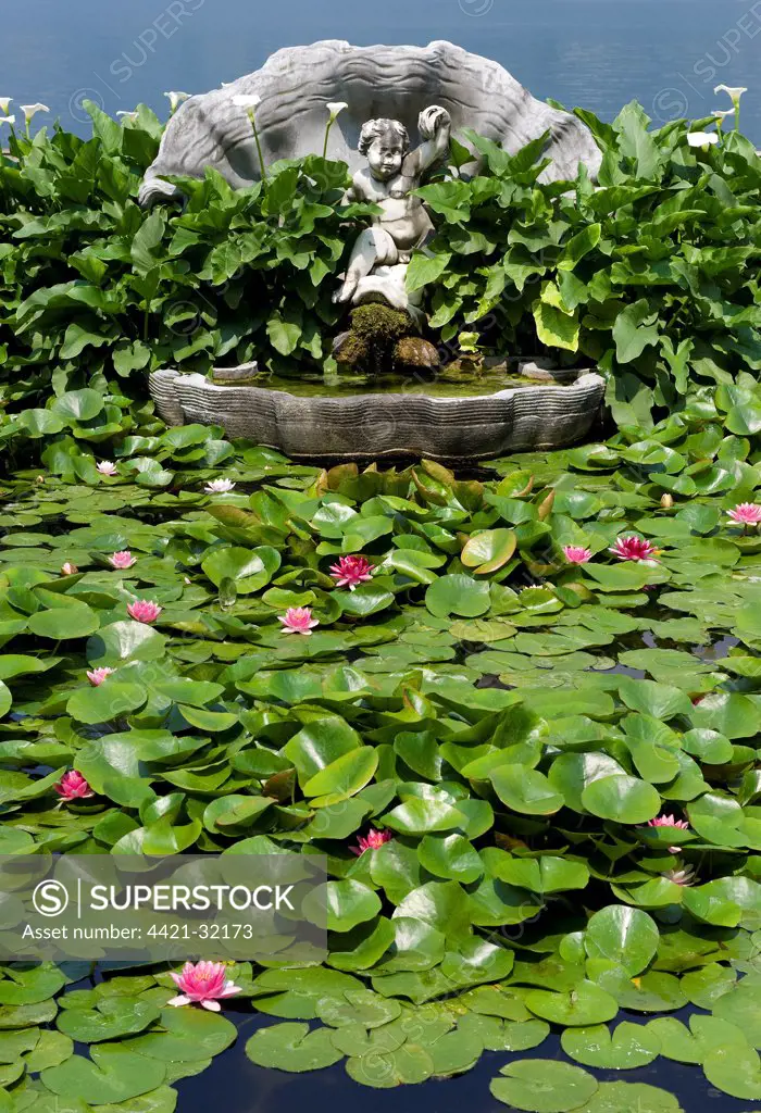 Ornamental Waterlily (Nymphaea sp.) flowers and leaves, in ornamental pond with fountain, Villa Melzi, Bellagio, Lake Como, Lombardy, Italy