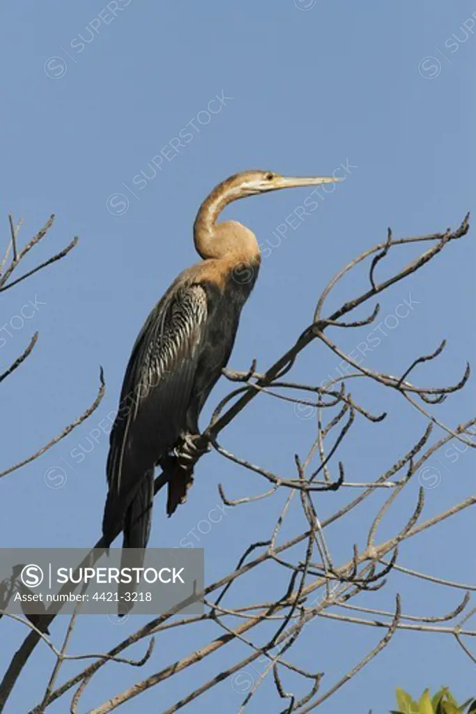 African Darter (Anhinga rufa) adult, perched on branch, Gambia, january