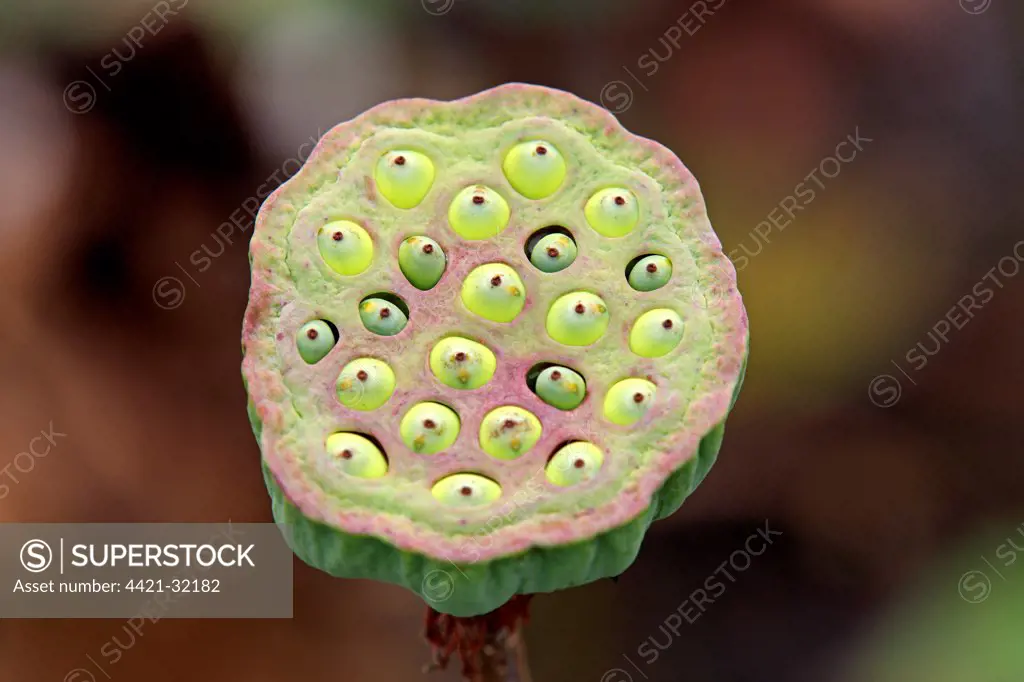 Indian Lotus (Nelumbo nucifera) close-up of seedhead, Kota Kinabalu, Sabah, Borneo, Malaysia