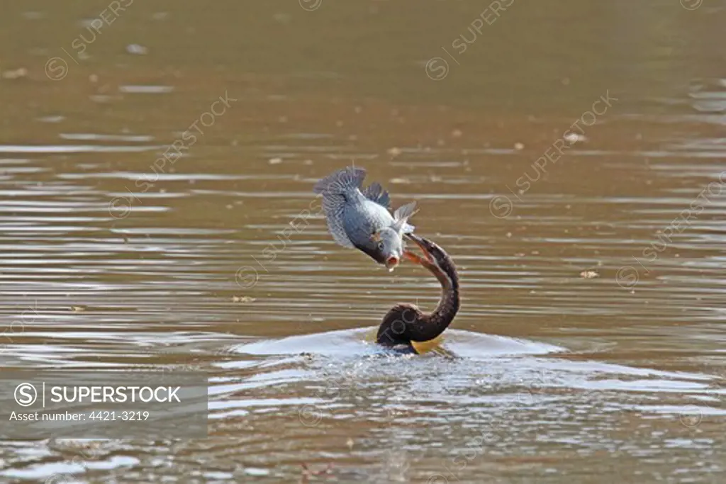 African Darter (Anhinga rufa) adult, feeding, swimming with fish in beak, Mlilwane Game Reserve, Swaziland