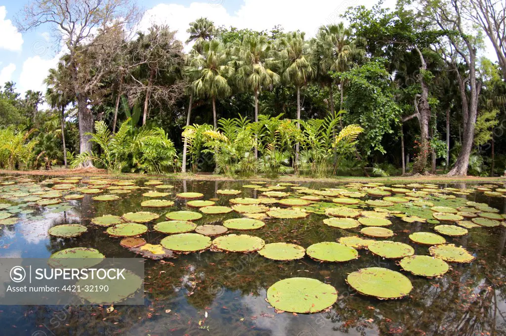 Victoria Waterlily (Victoria amazonica) leaves, floating on surface of pond in botanical gardens, Pamplemousses Botanical Gardens, Pamplemousses, Mauritius